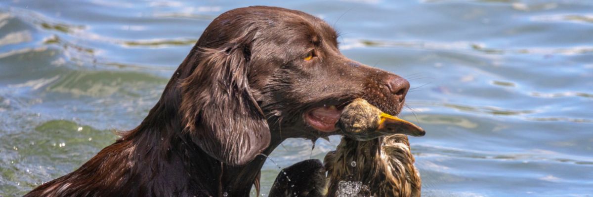 Duck Dog retrieving a duck