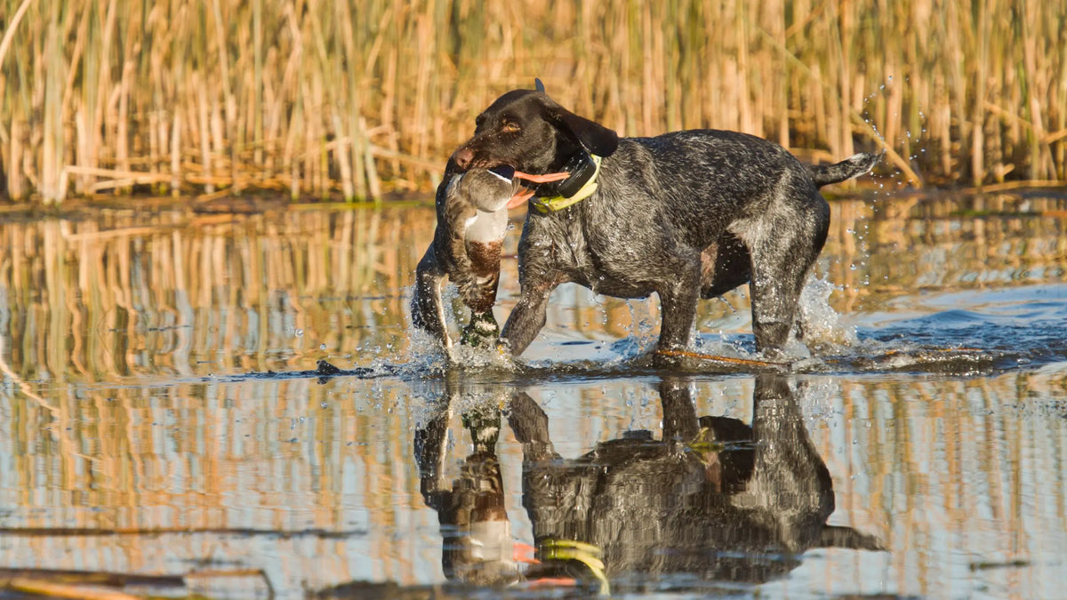 Duck dog retrieving a duck from the water with a grassy background.